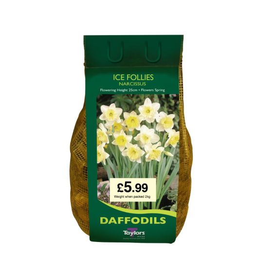 Net Pack Narcissi Ice Follies - Pre-order
